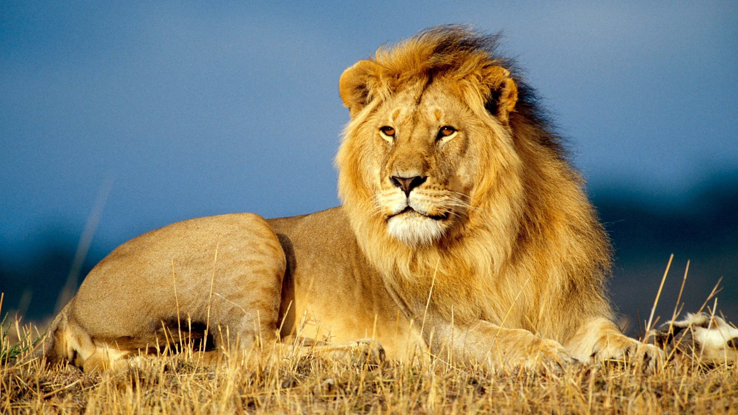 Natural Lions Wallpaper HD S