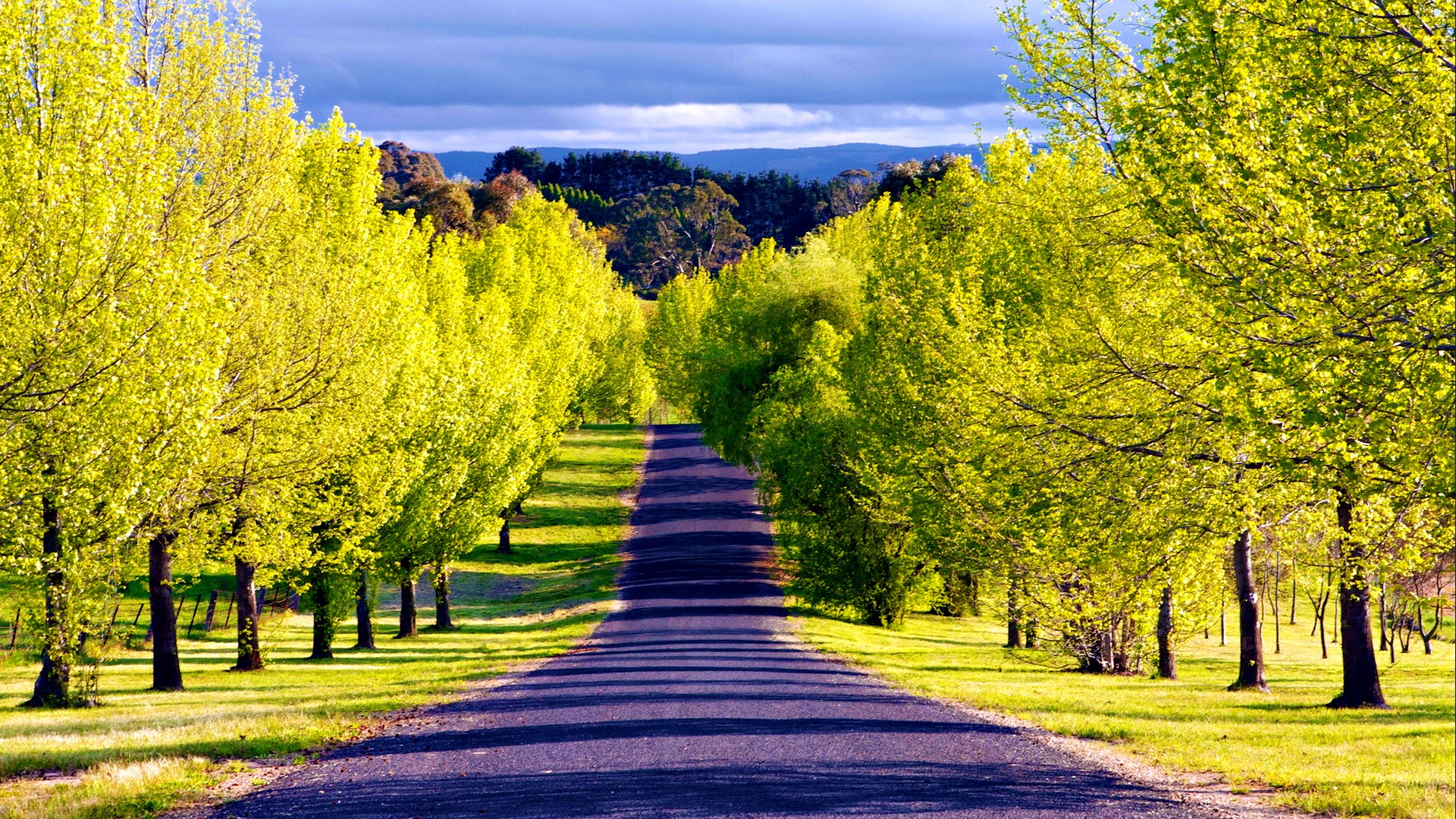 Mountain Road Lined By Green Trees HD Wallpaper Background Image