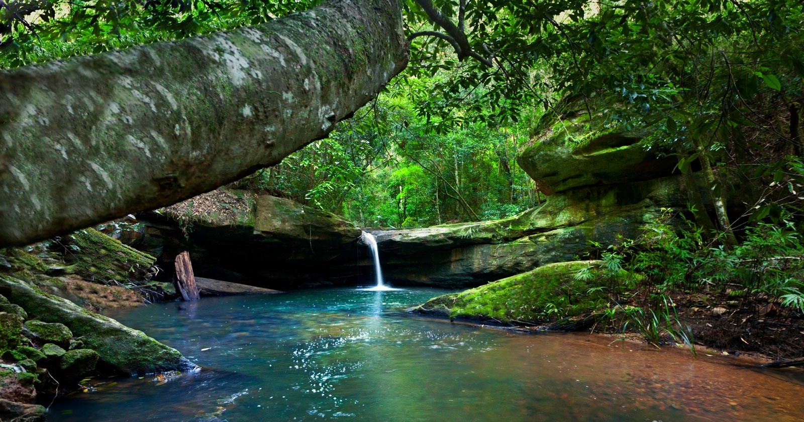 River Forest Moss Waterfall Australia Shrubs Nature