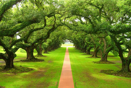 fond of the Live Oaks that line the historic streets of small Southern 554x374