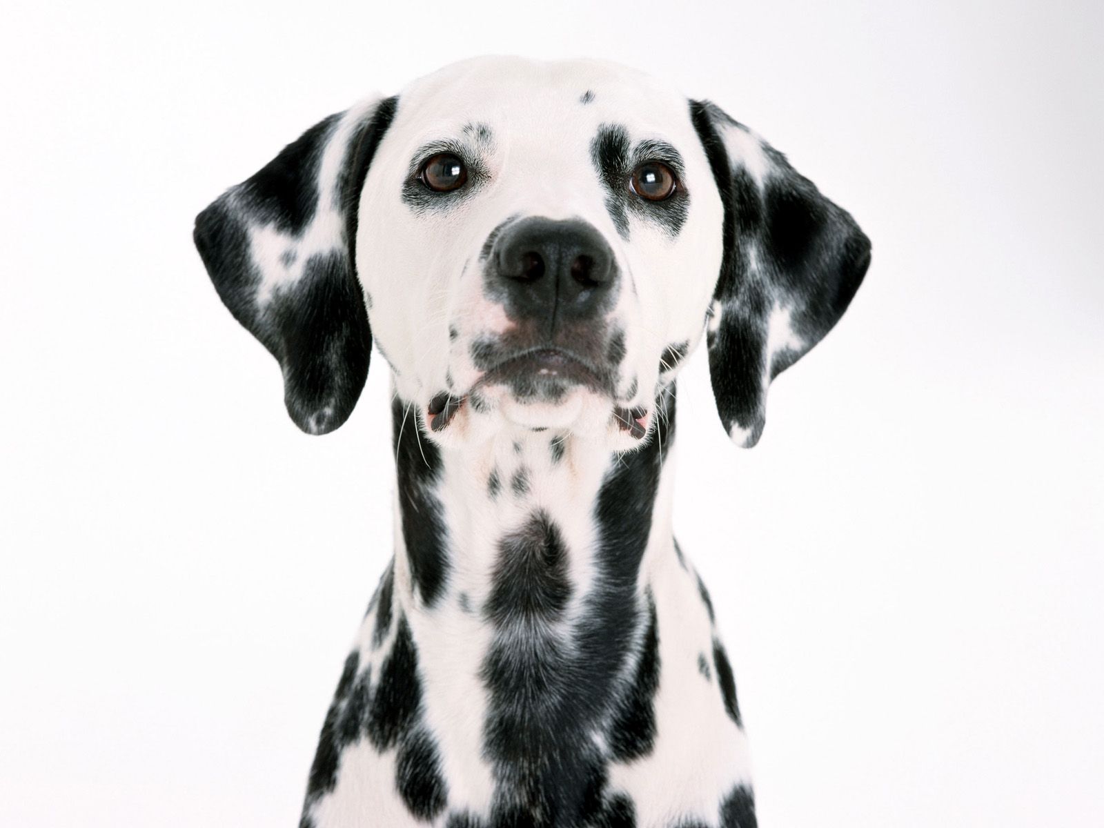 Cute Dalmatian Puppies Wallpaper Desktop