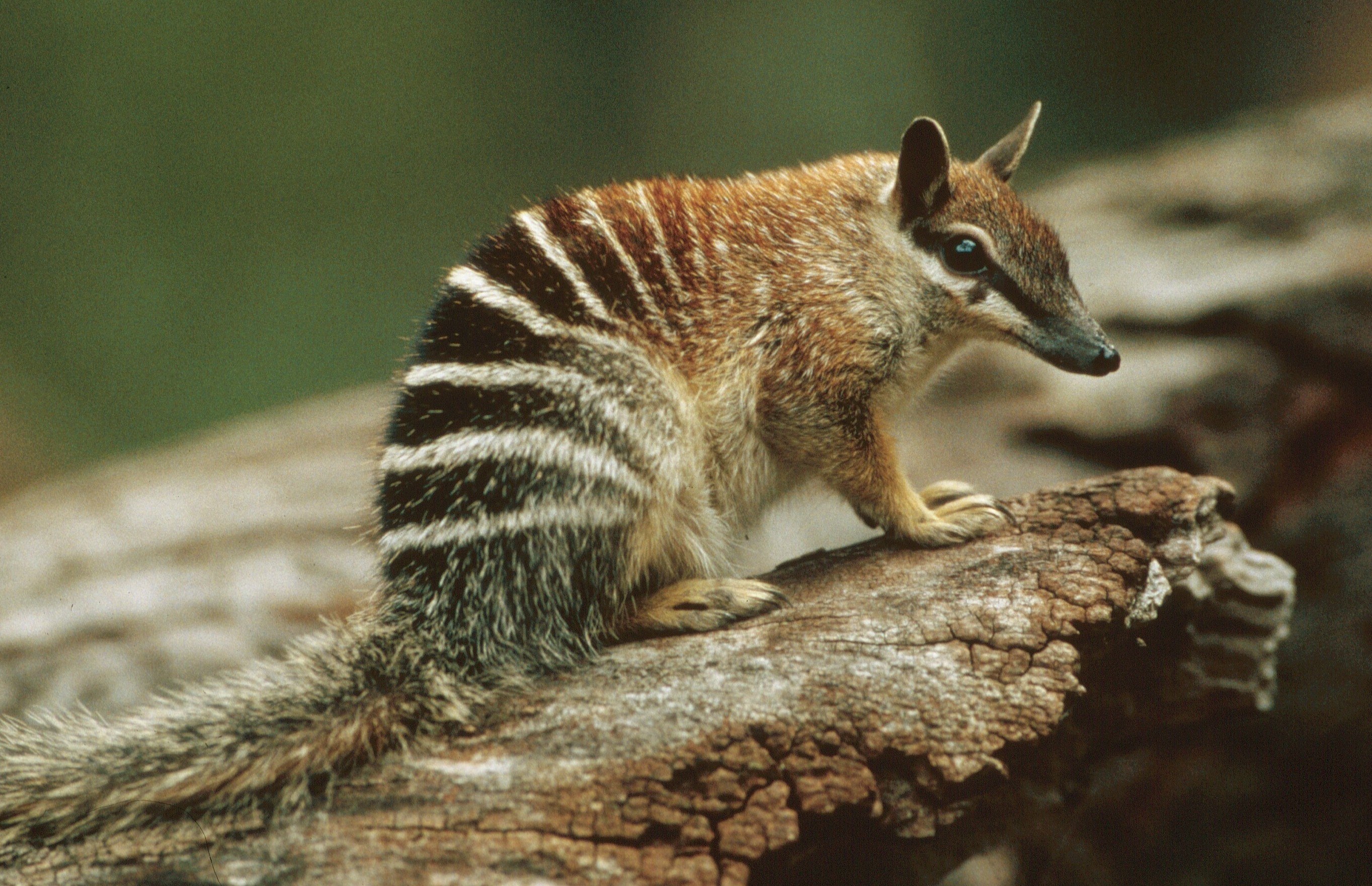 A numbat, also known as a banded anteater, perched on a log