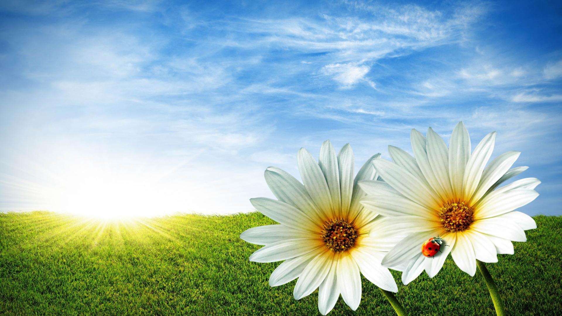 Beautiful Spring Desktop Wallpaper HD