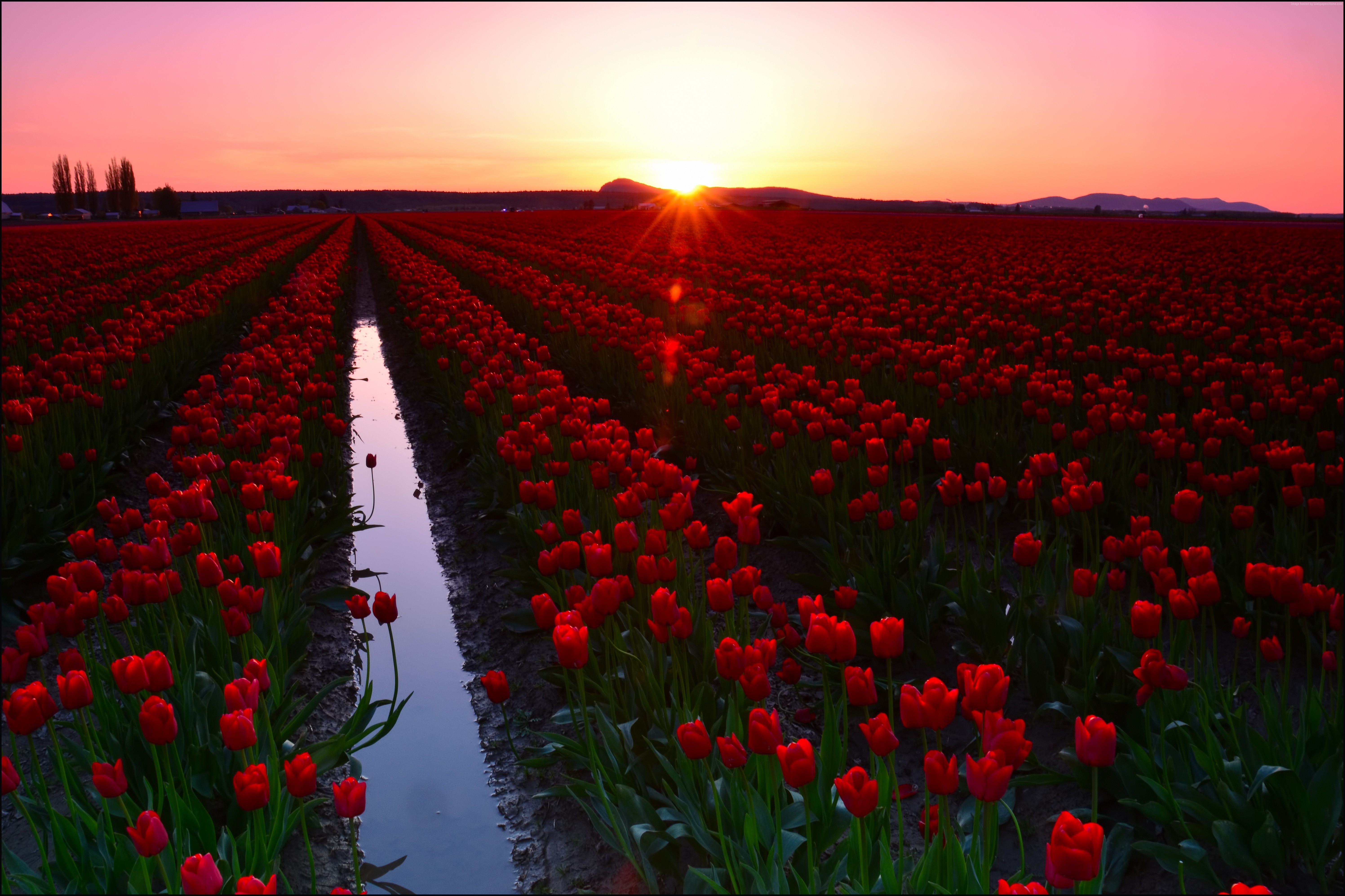 8k Tourism Tulip Fields Skagit Valley Washington