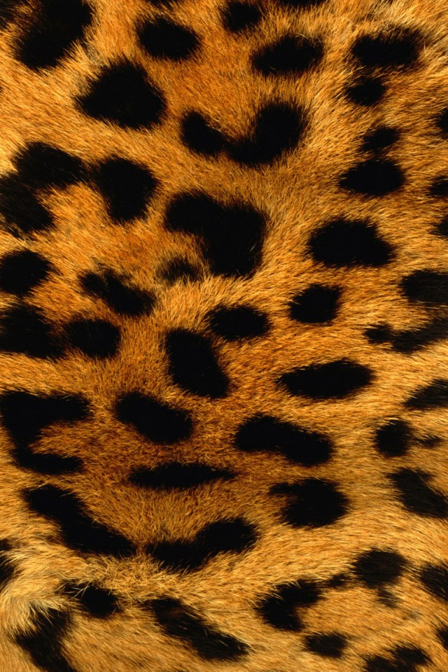 Cute Cheetah Print Desktop Wallpaper And Cases Funny
