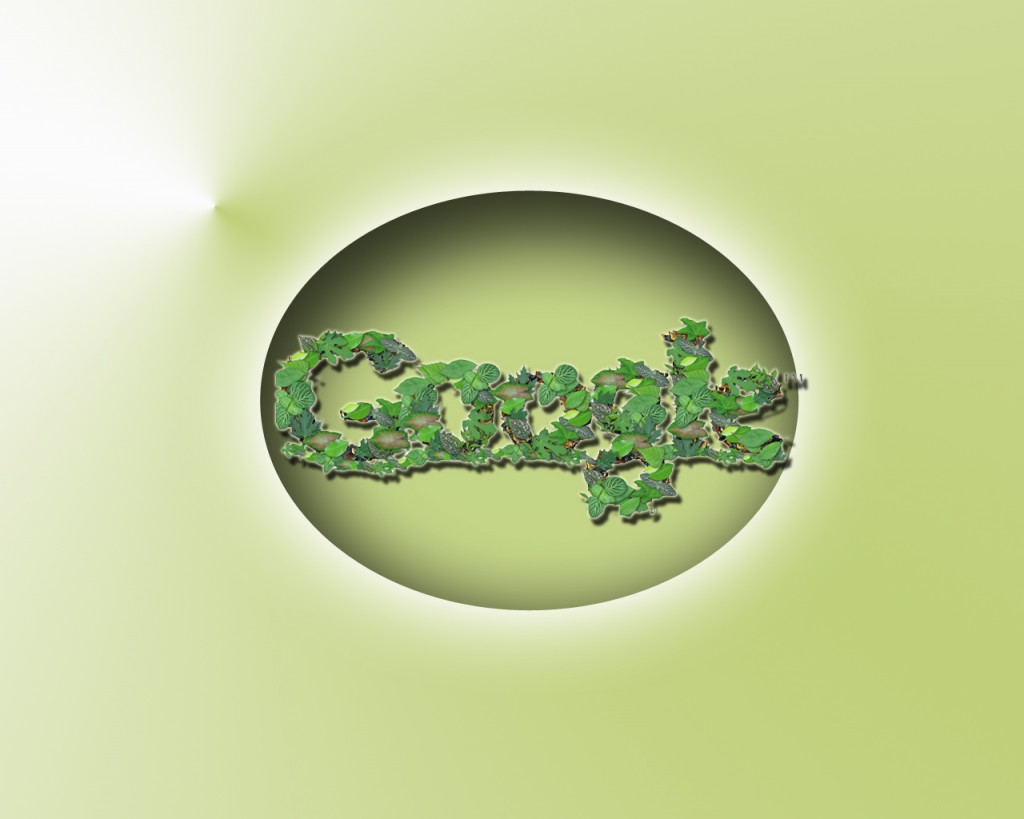 Green Leaf Google Image Wallpaper Original Updated On