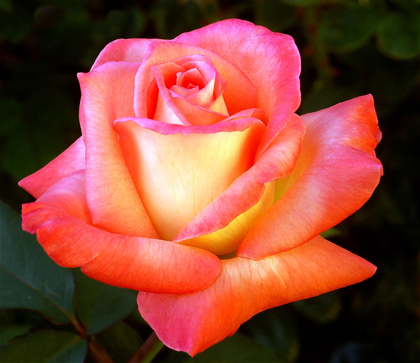 Roses images A rose is a rose HD wallpaper and background