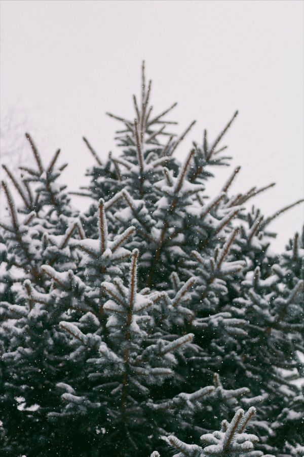 Winter Snow Tree Christmas Haileywood