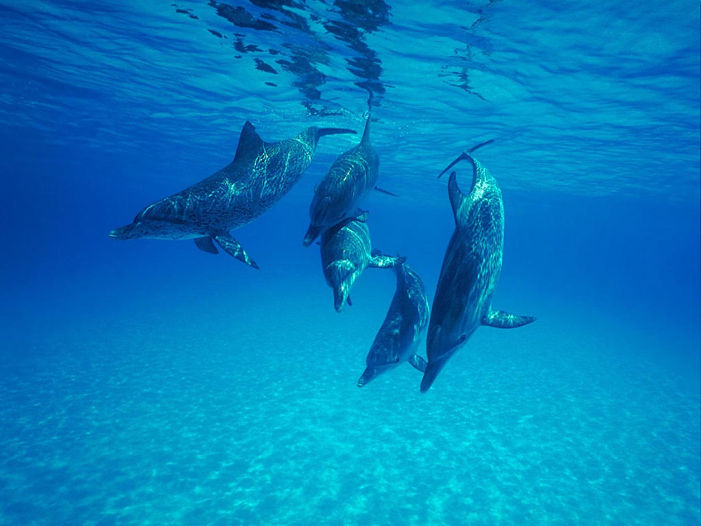 Wallpaper Bottlenose Dolphins