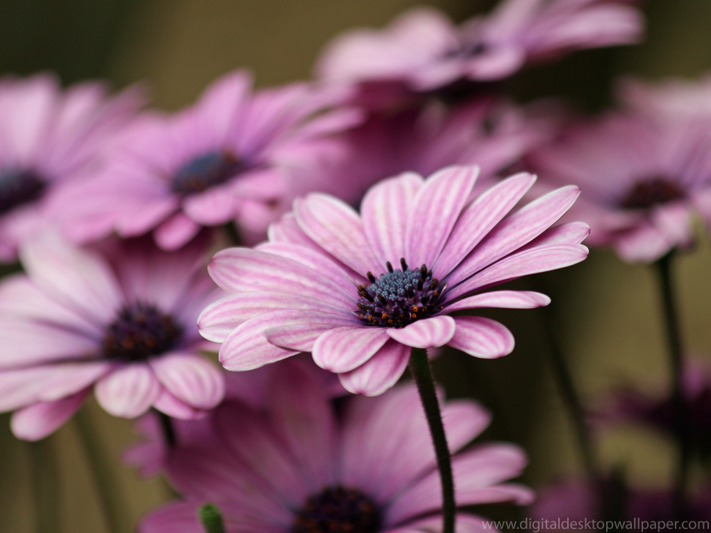 Purple Flower Wallapaper