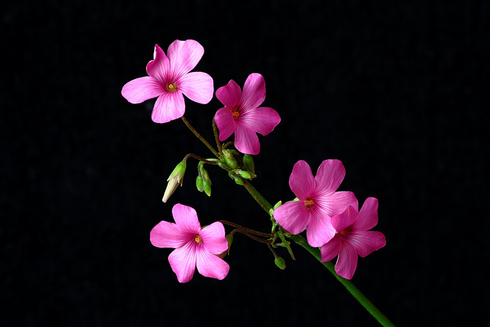 Pink And Black Flower Wallpaper Image