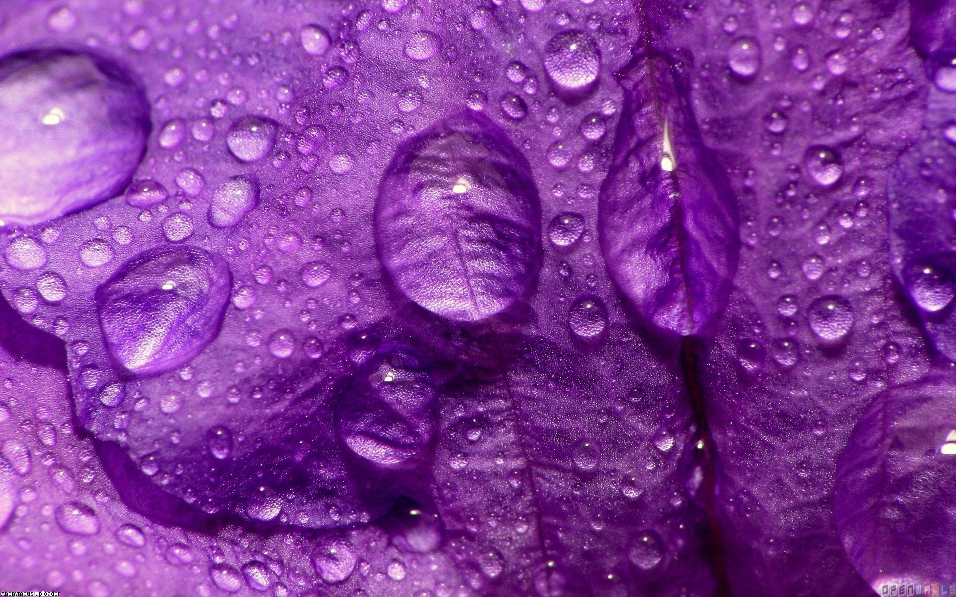 Purple rain wallpaper 5124   Open Walls 1920x1200