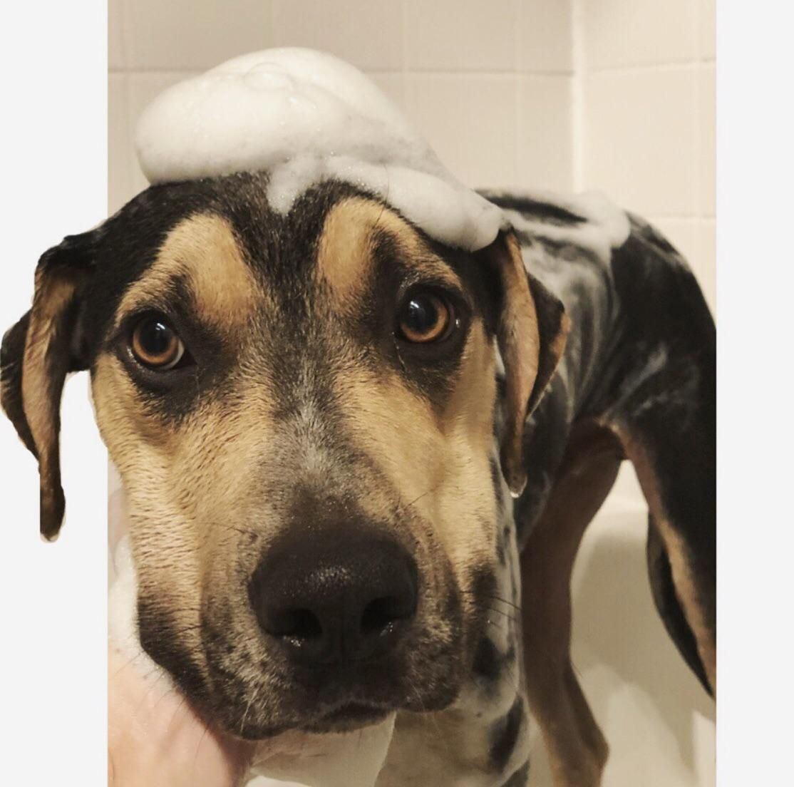 Unamused With My Bath Time Shenanigans Dogpictures Dogs Aww