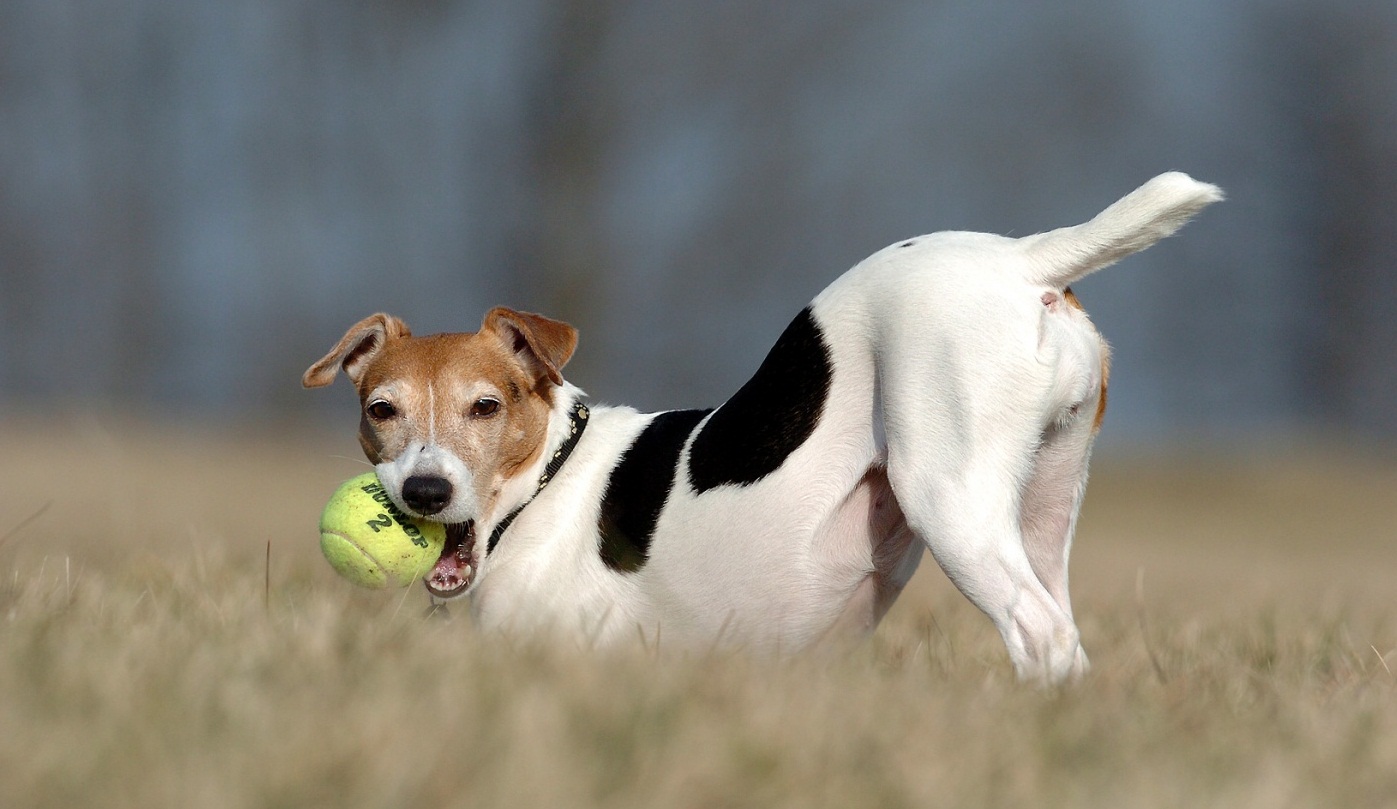 Jack Russell Terrier Photos And Wallpaper The Beautiful