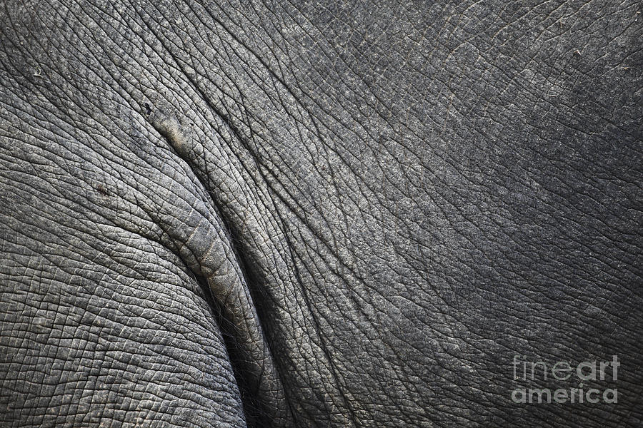 Elephant Print Background Jumpei Mitsui Contact
