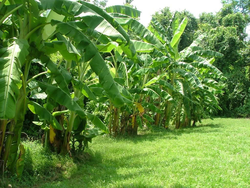 banana tree groves Image