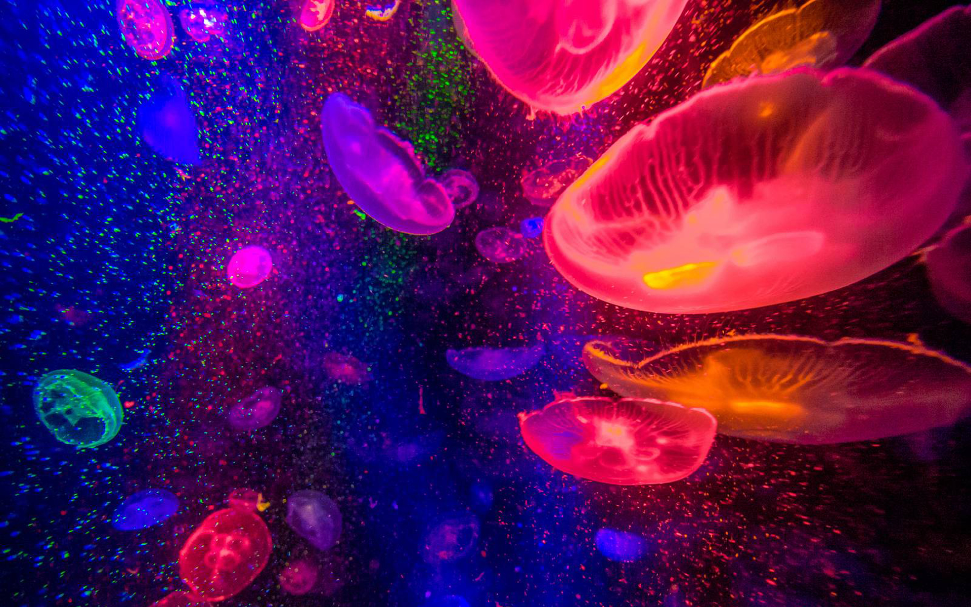 free-download-to-view-more-wallpapers-check-out-our-wallpaper-gallery