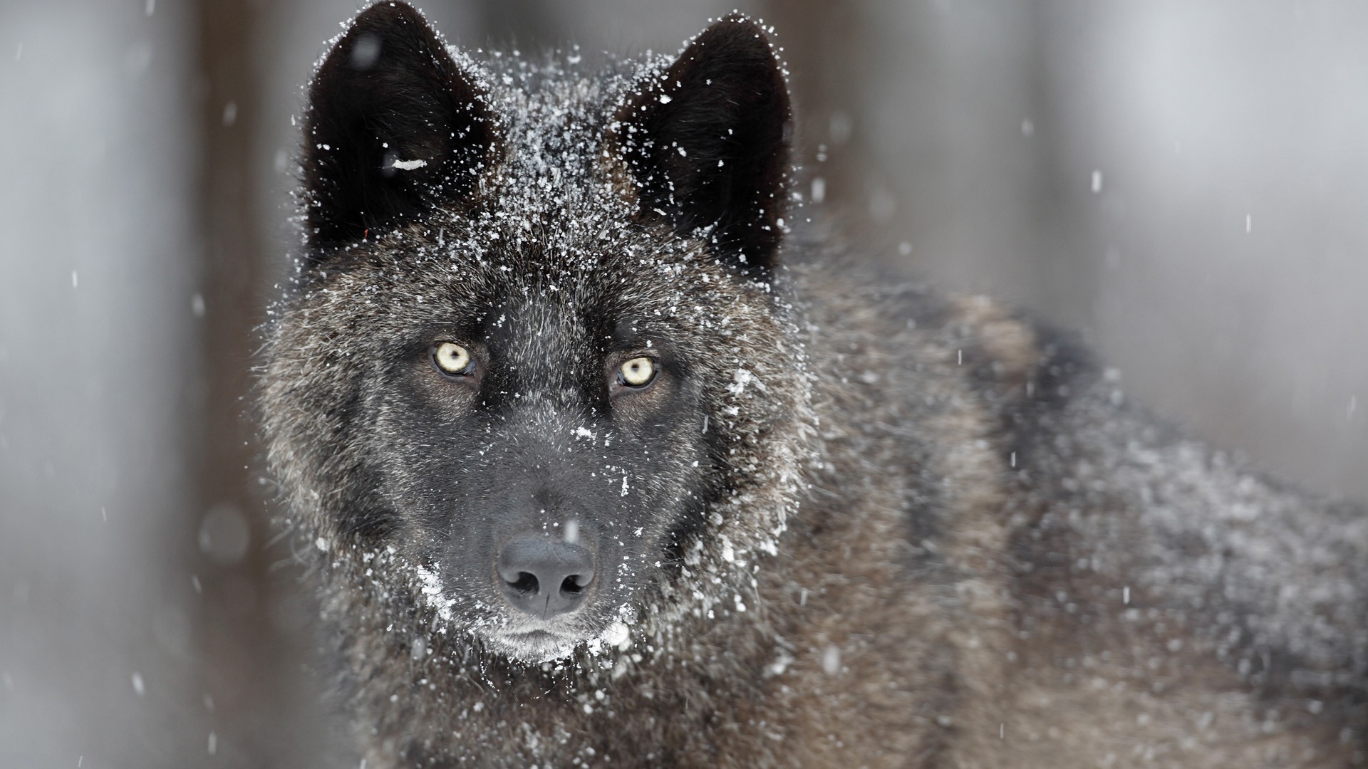 Gray Wolf Quotes