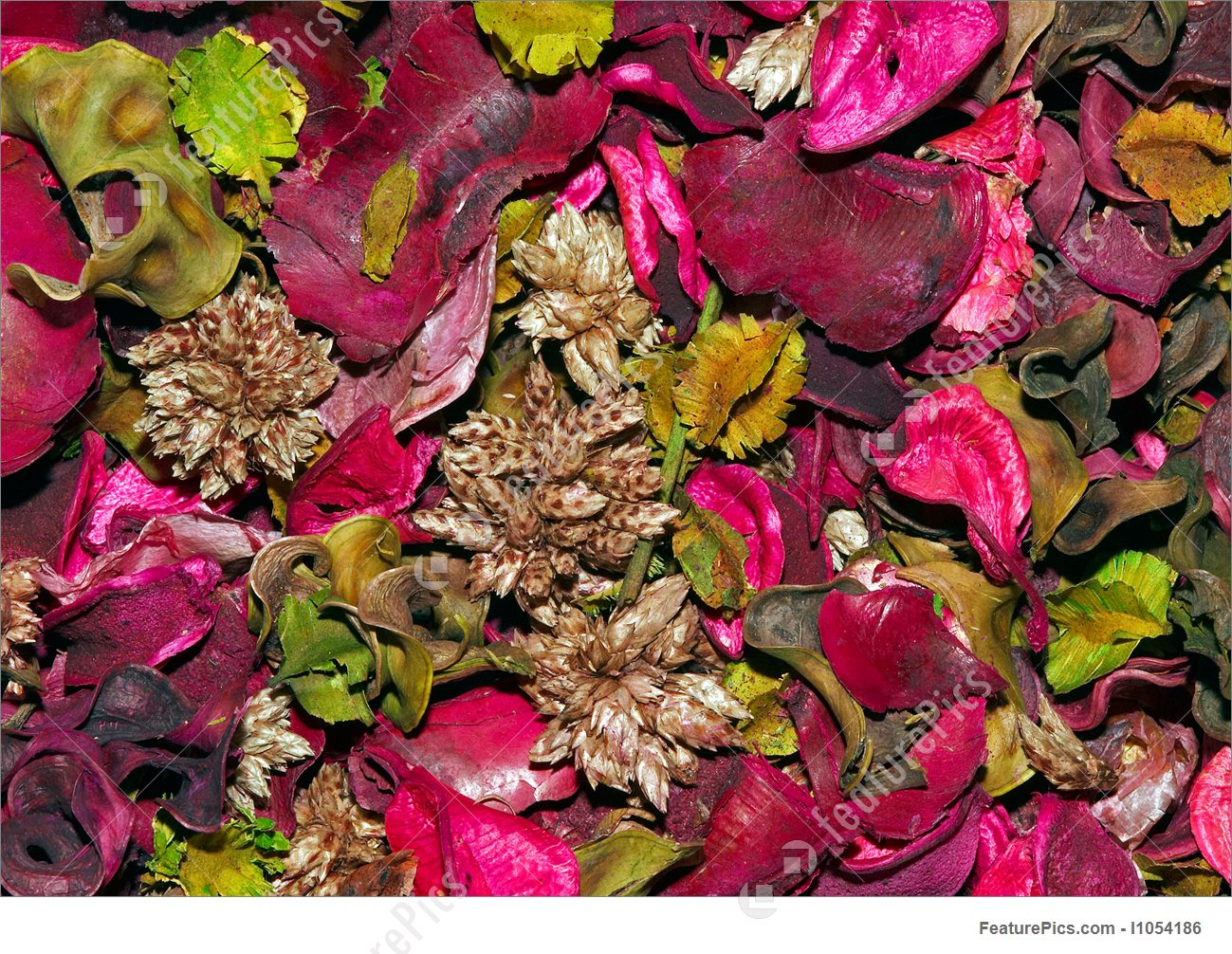 Plants Potpourri Background Stock Photo I1054186 At Featurepics