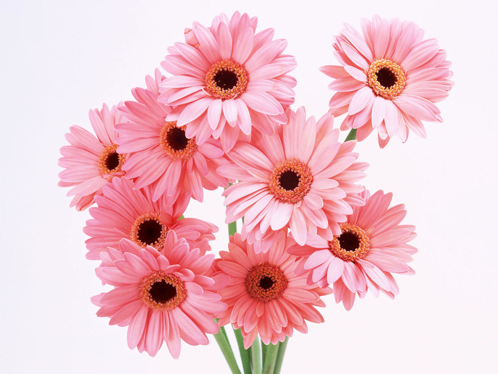 Flowers Plas Pink Wallpaper