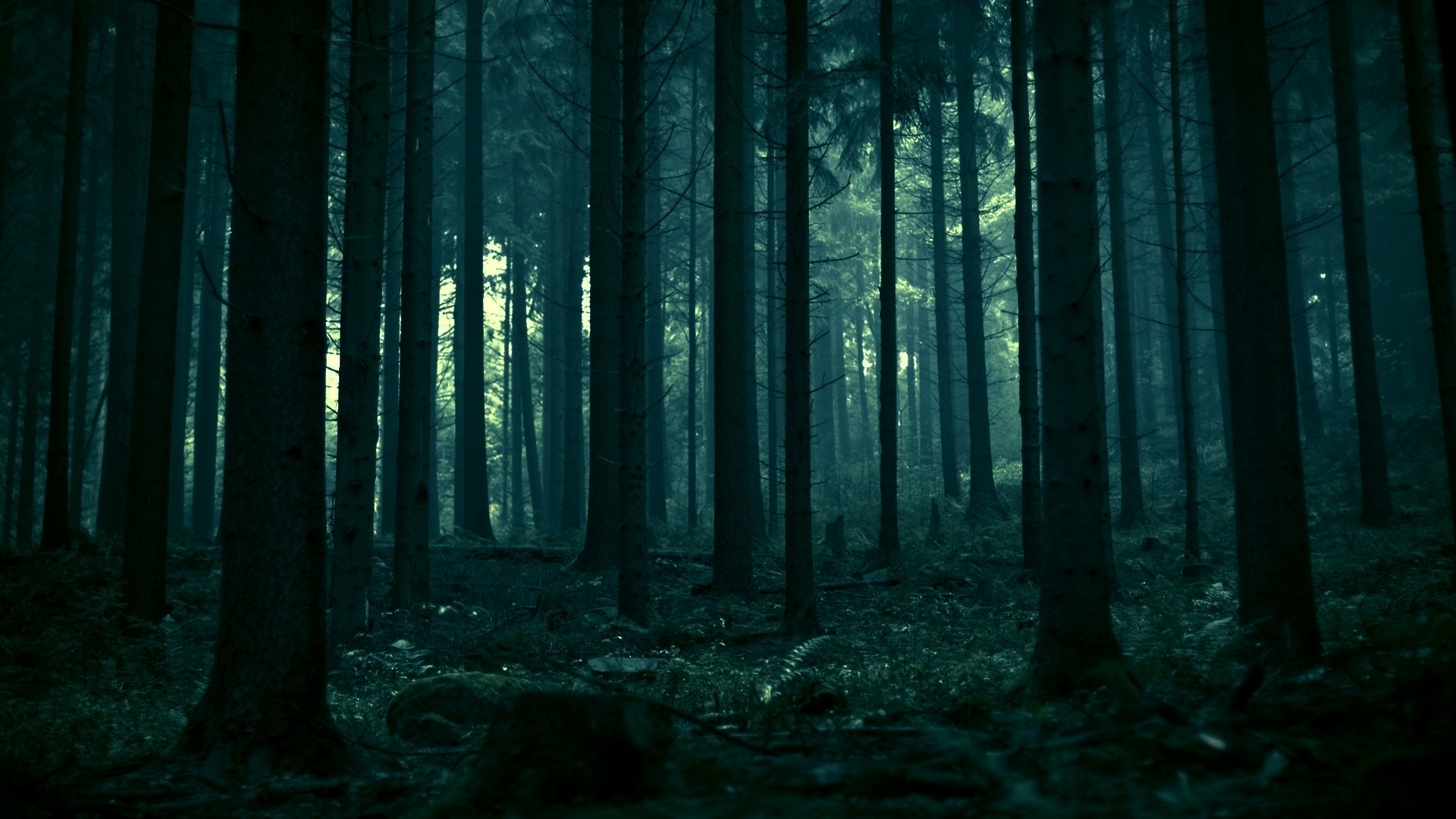 Dark Forest Background HD Wallpaper Background Images