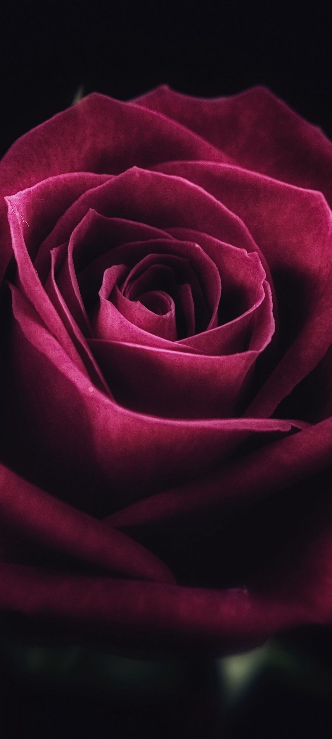 Hãy để bức hình nền hoa hồng đỏ đen đáng yêu bao trọn màn hình điện thoại của bạn. Những bông hoa hồng tươi sáng và gợi cảm này sẽ giúp bạn thư giãn sau một ngày làm việc mệt mỏi.