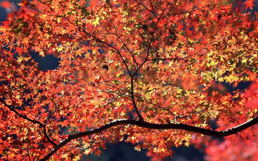 Home Autumn Leaves Wallpaper Mac