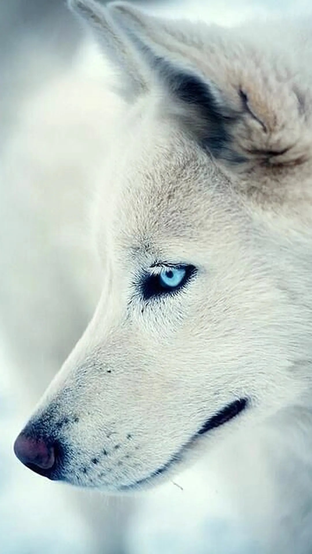 Wolf Aesthetic Wallpaper