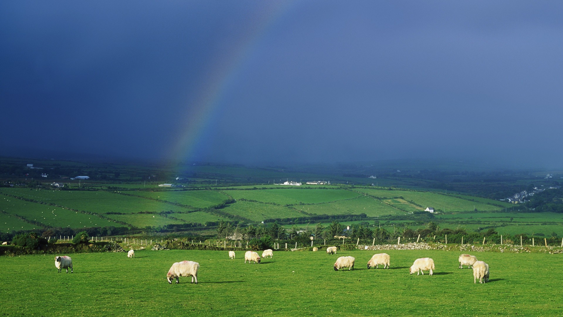 Sheep Ireland Wallpaper 1920x1080 Sheep Ireland Rainbows 1920x1080