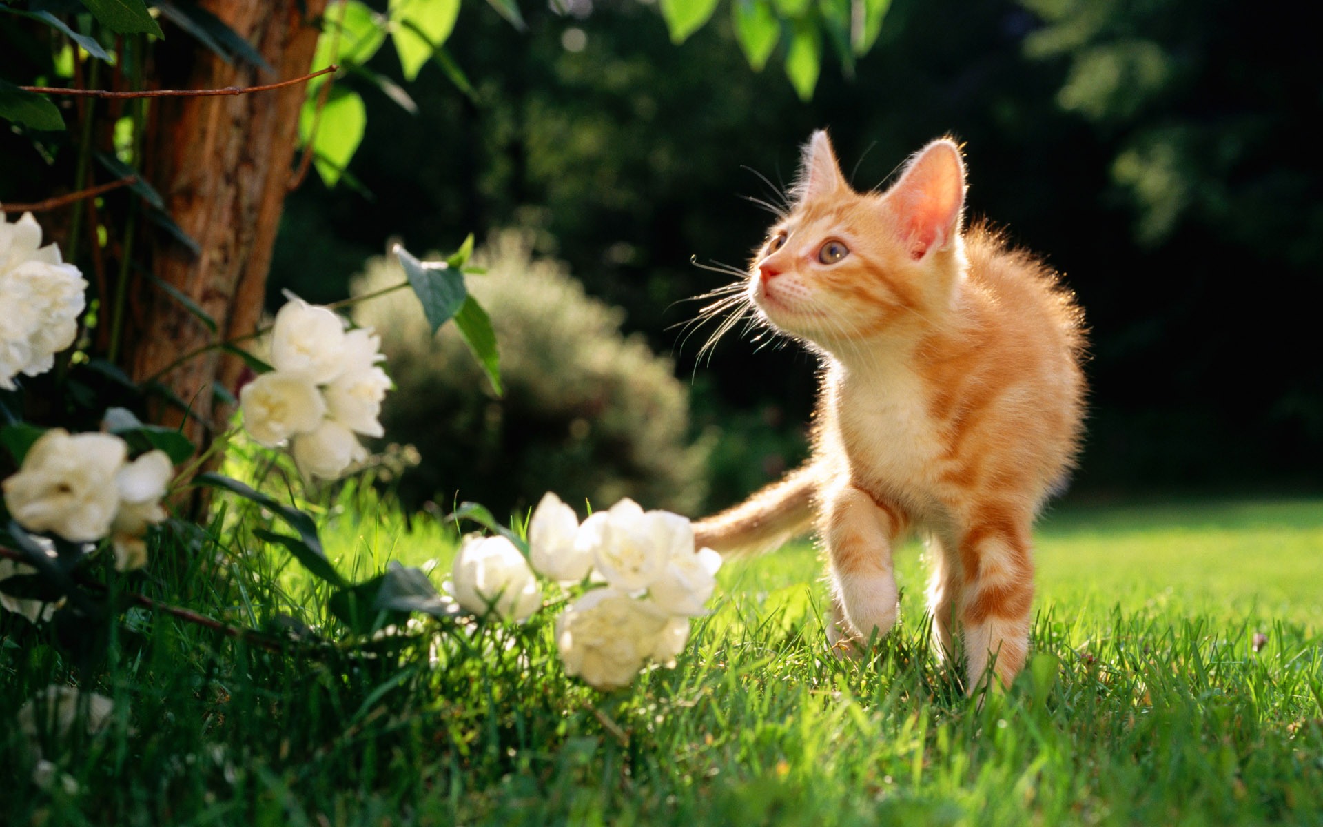 Flower Kitten Desktop Wallpaper
