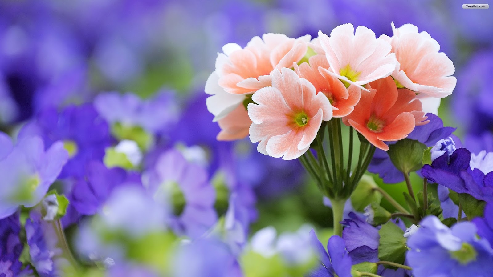 Flower Shop Desktop Beautiful Flowers Hd Wallpaper