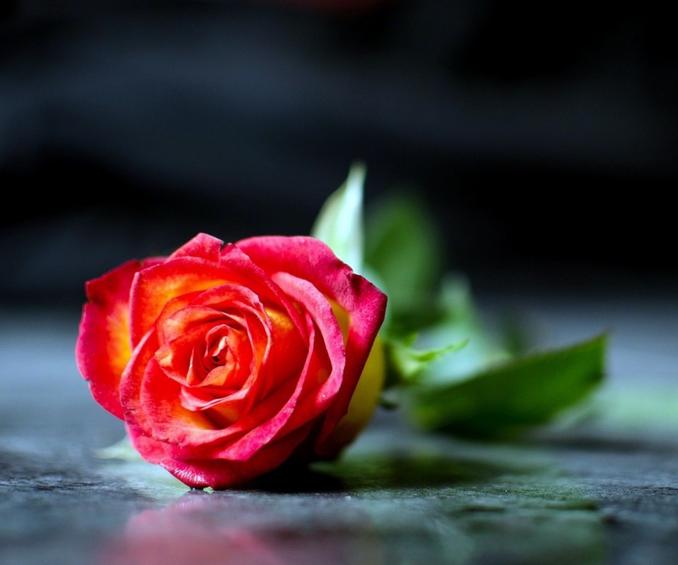 Free Roses Wallpaper Screensavers - WallpaperSafari