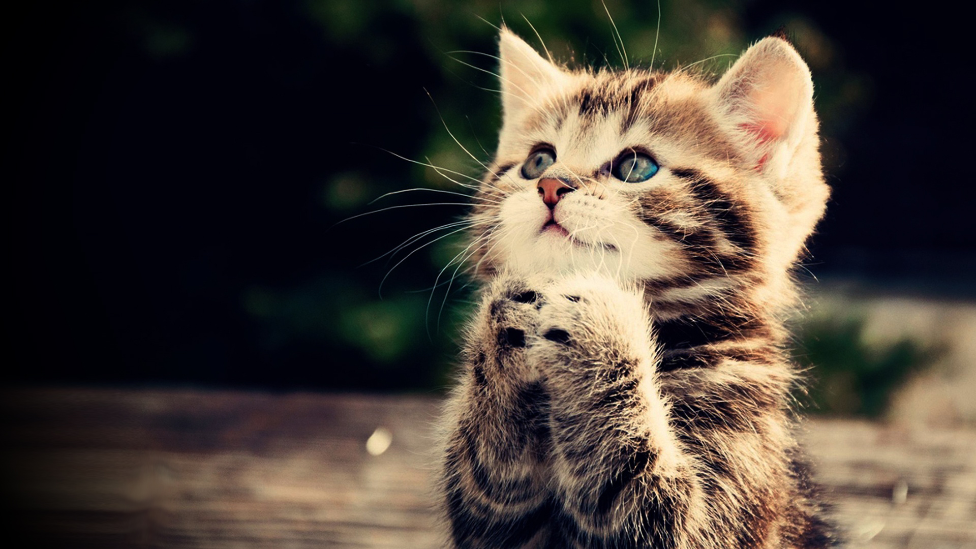 Funny Cat Full HD Wallpaper Praying Kitten Cute Animal Picture
