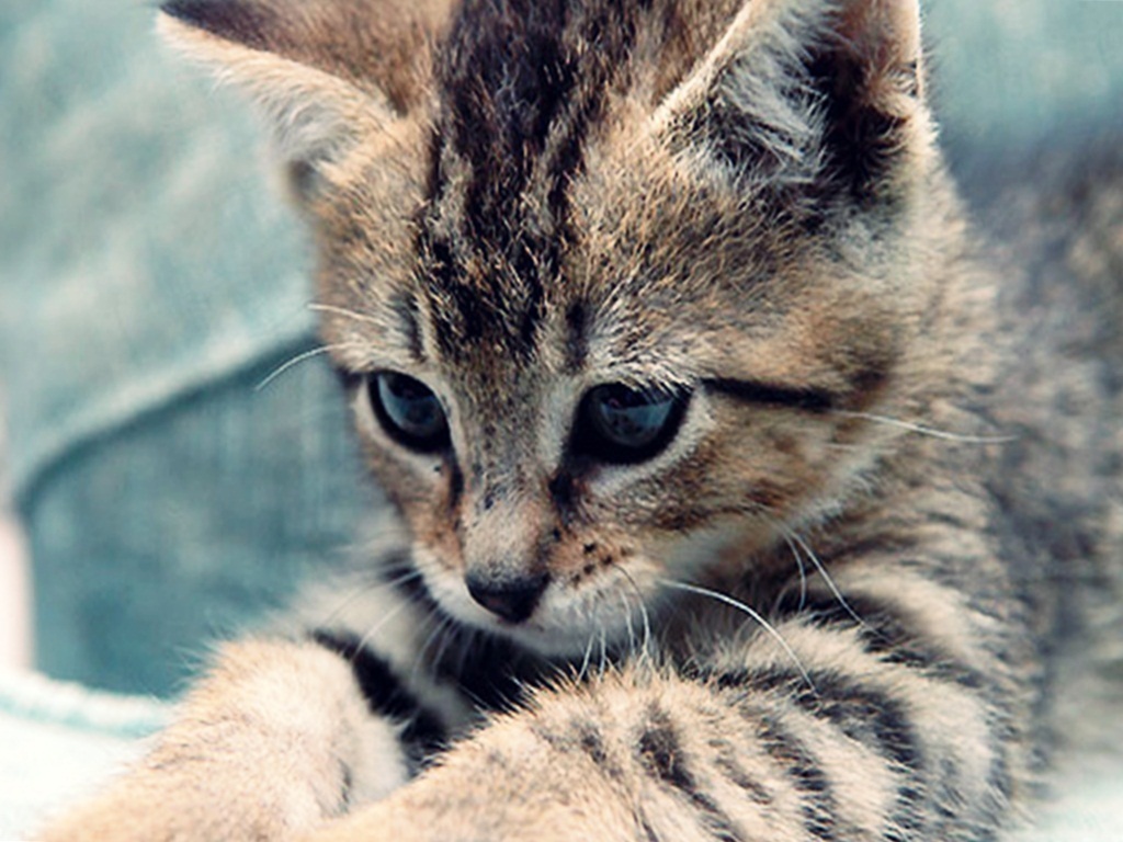 Kitten Cats Wallpaper