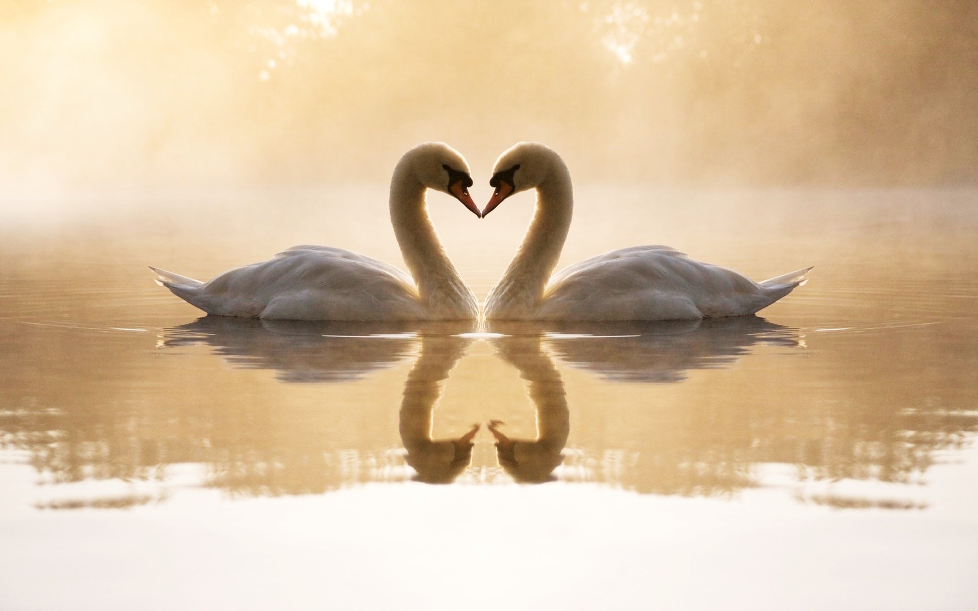 Loving Swans Wallpaper HD
