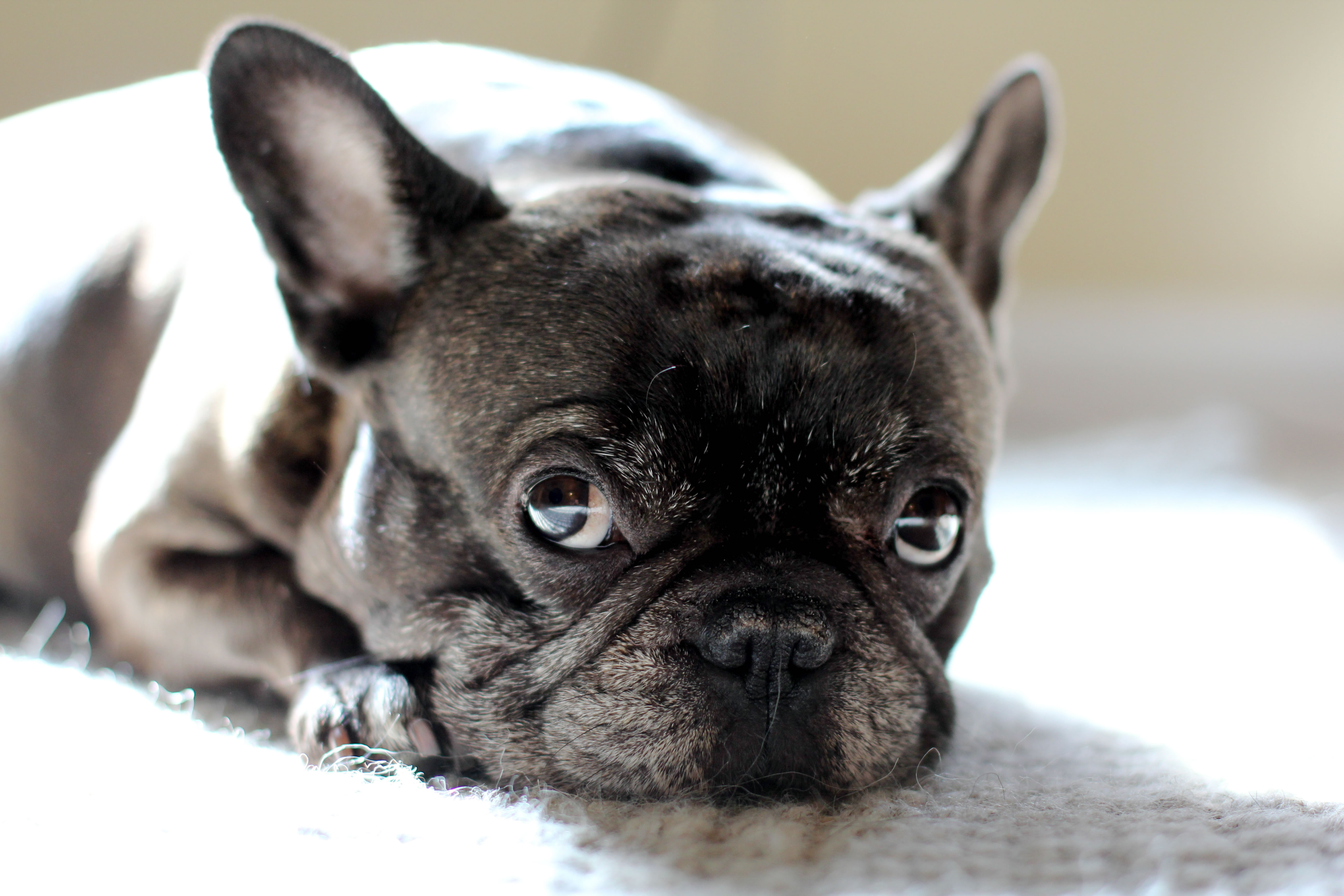 Pictures Of Frenchie Dogs Dog Breeds Picture