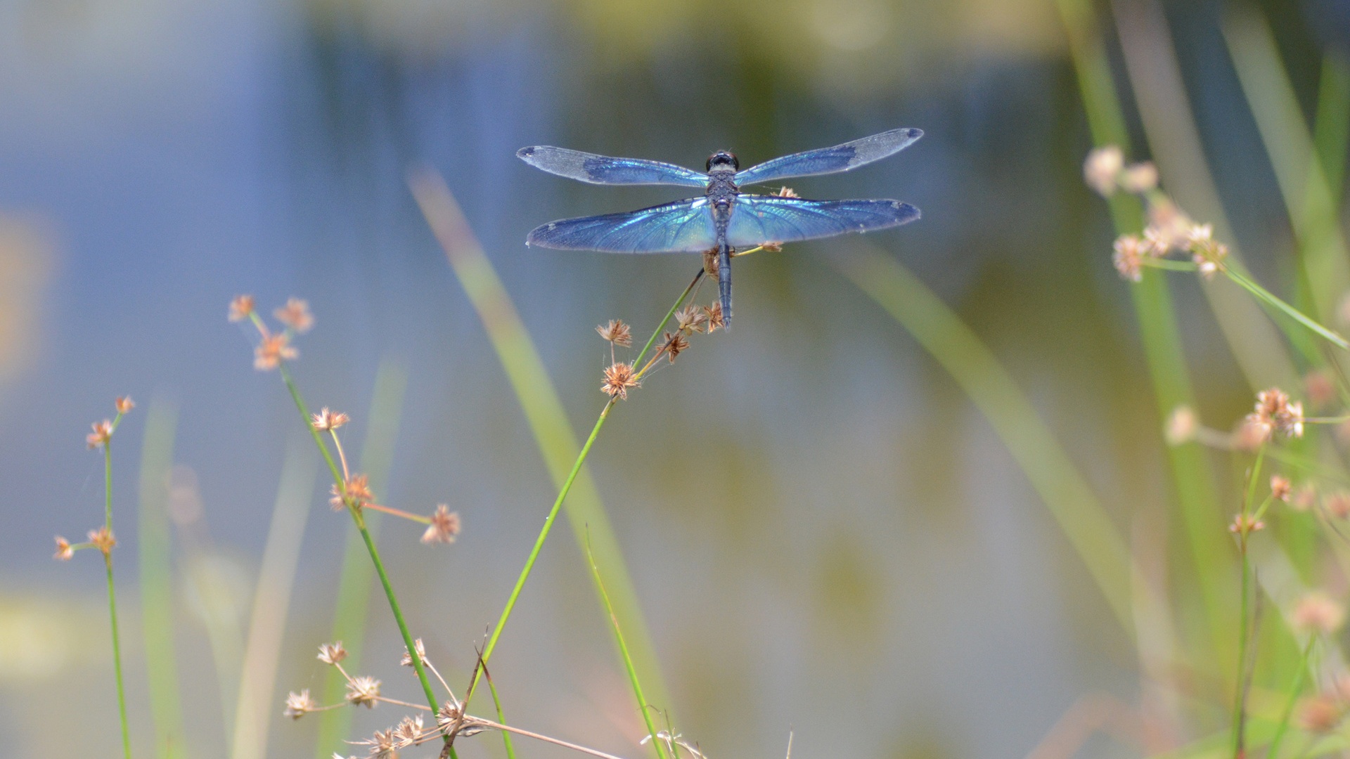 Insect Dragonfly Macro Photography Wallpaper Desktop