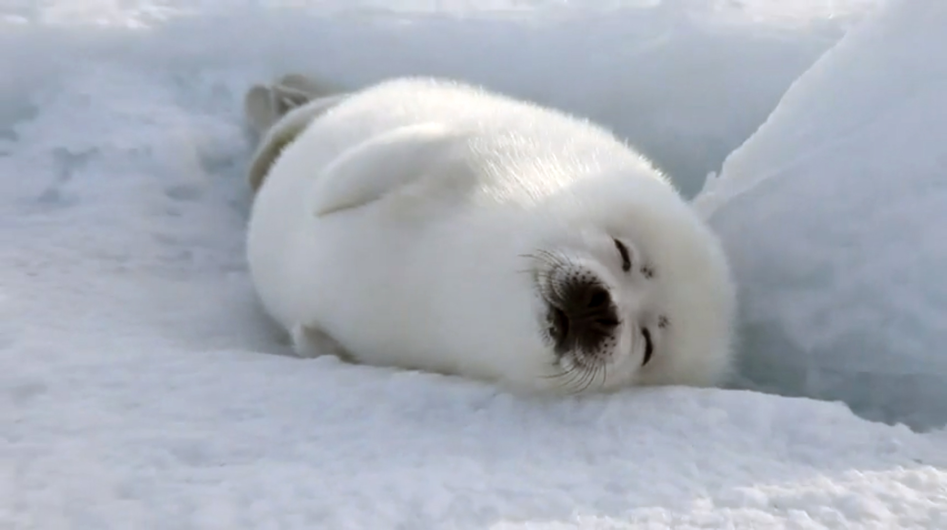 Baby Arctic Seal Wallpaper Tag Archives Harp