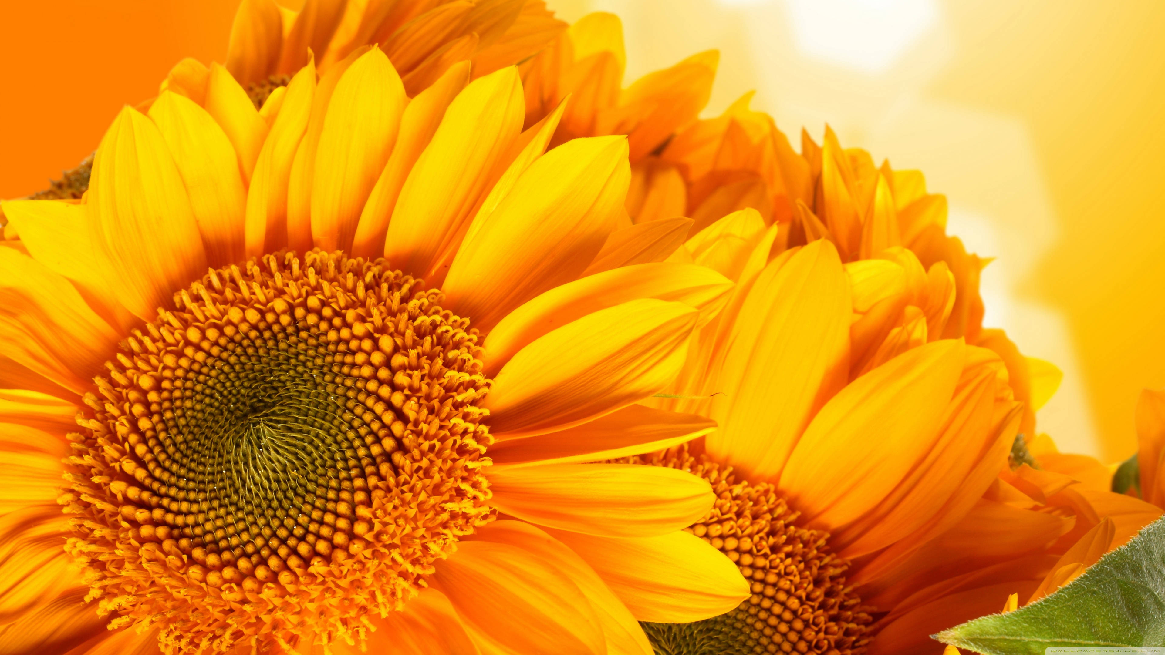 Sunflowers And Roses X Wallpaper