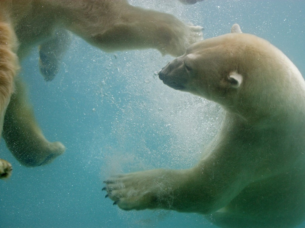 Swimming Polar Bears Wallpaper Animals