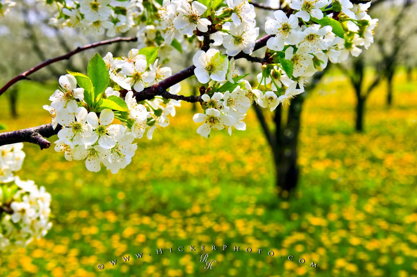 Wallpaper Background Spring Flowering Tree