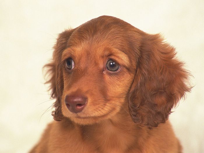 Miniature Dachshund Portrait Dogs Photos29