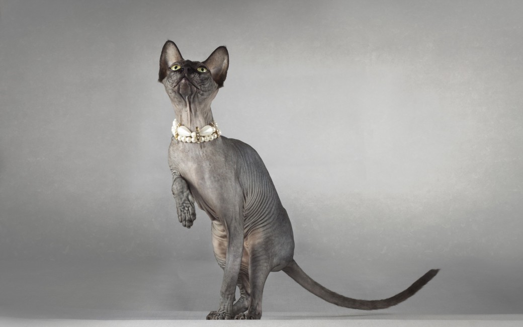 Cat Sphynx Eyes Collar Playful Stock Photos Image Hd