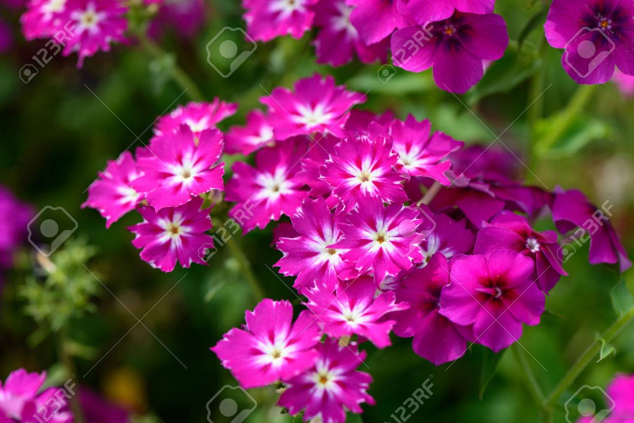 Bright Pink Summer Garden Flowers Close Up Flora Backgrounds