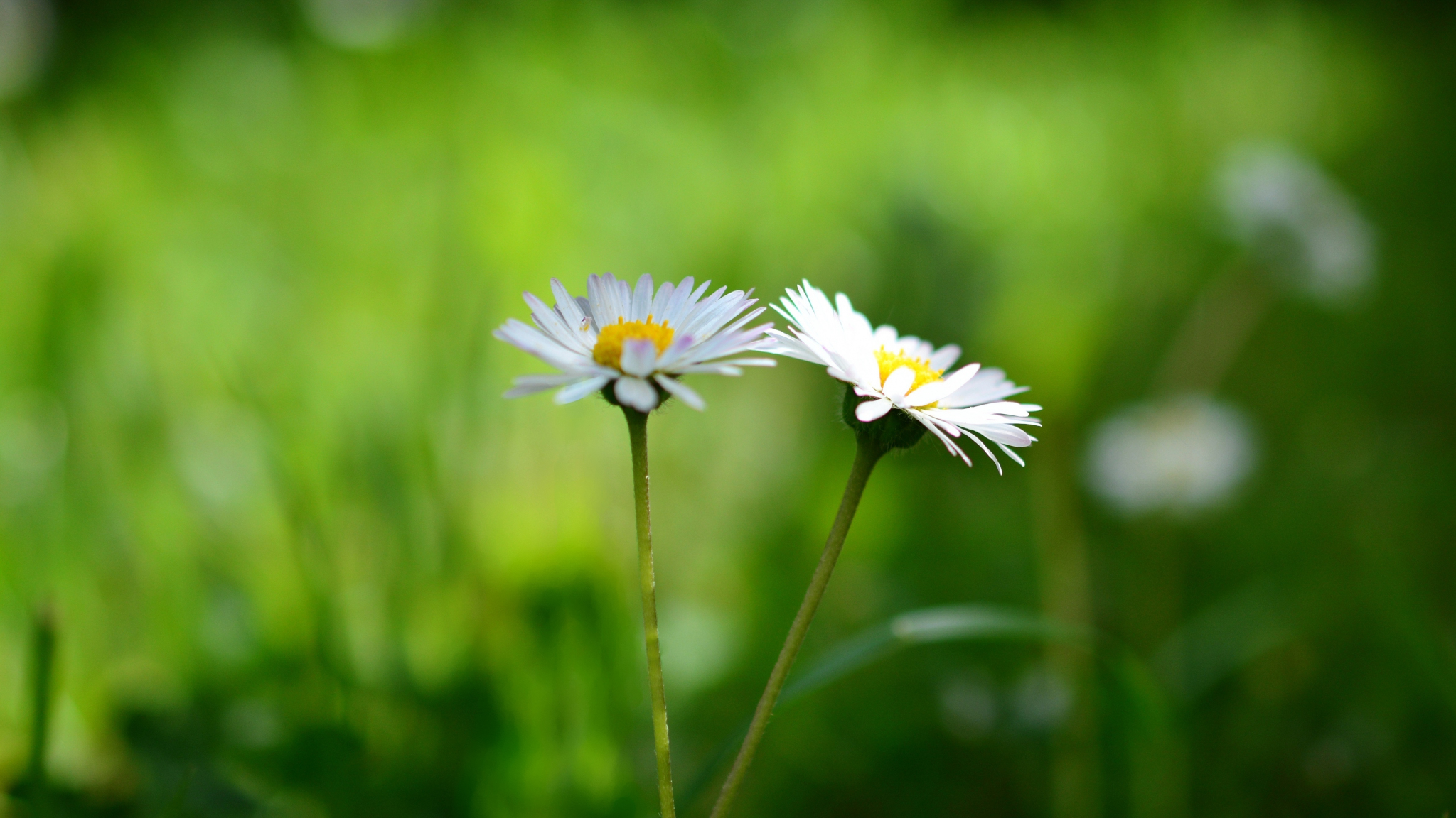 Daisy Flowers Pair Bloom Blur Wallpaper