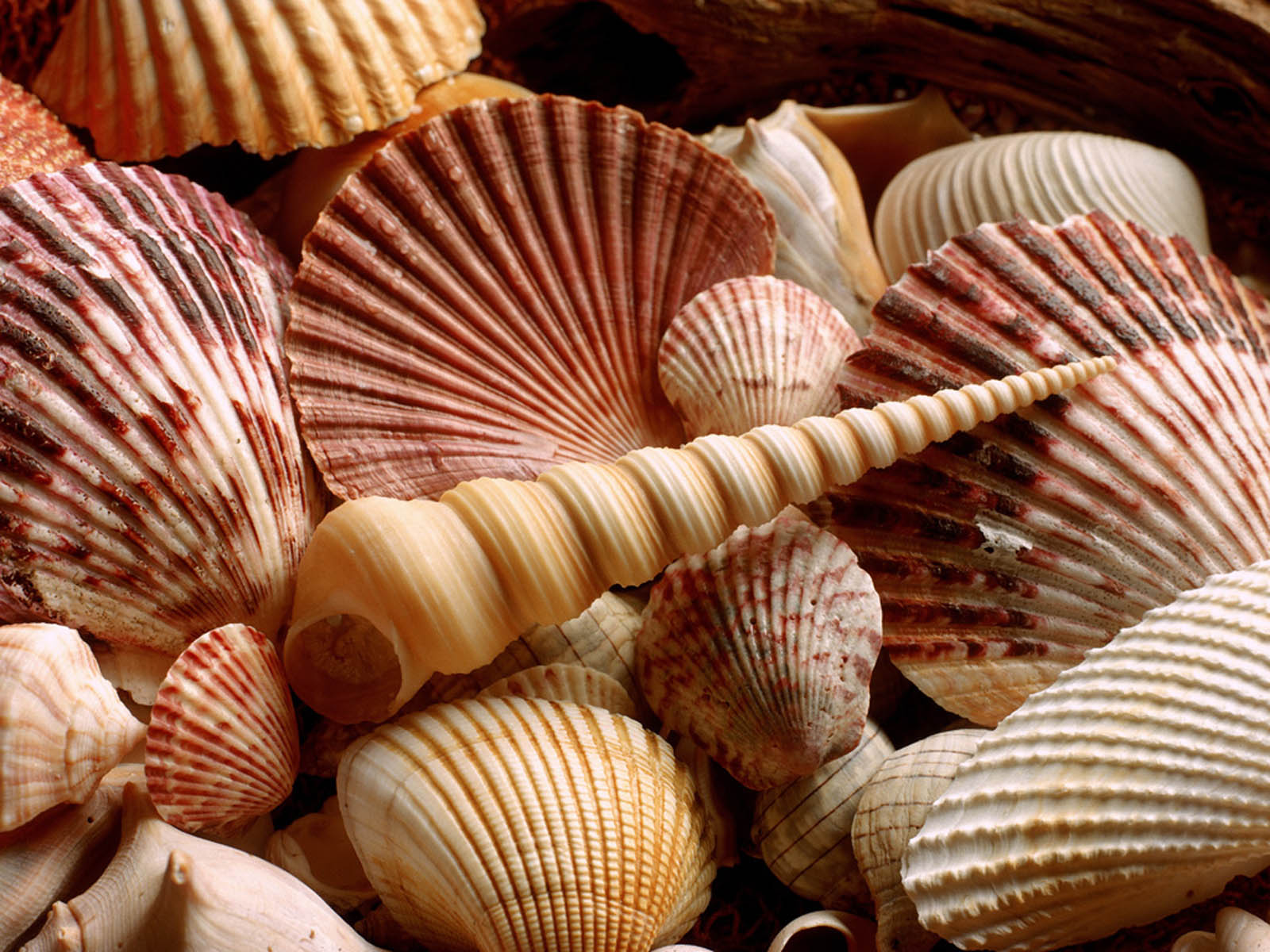 Shells Wallpaper Collected From Beach Sea Shell Desktop Background