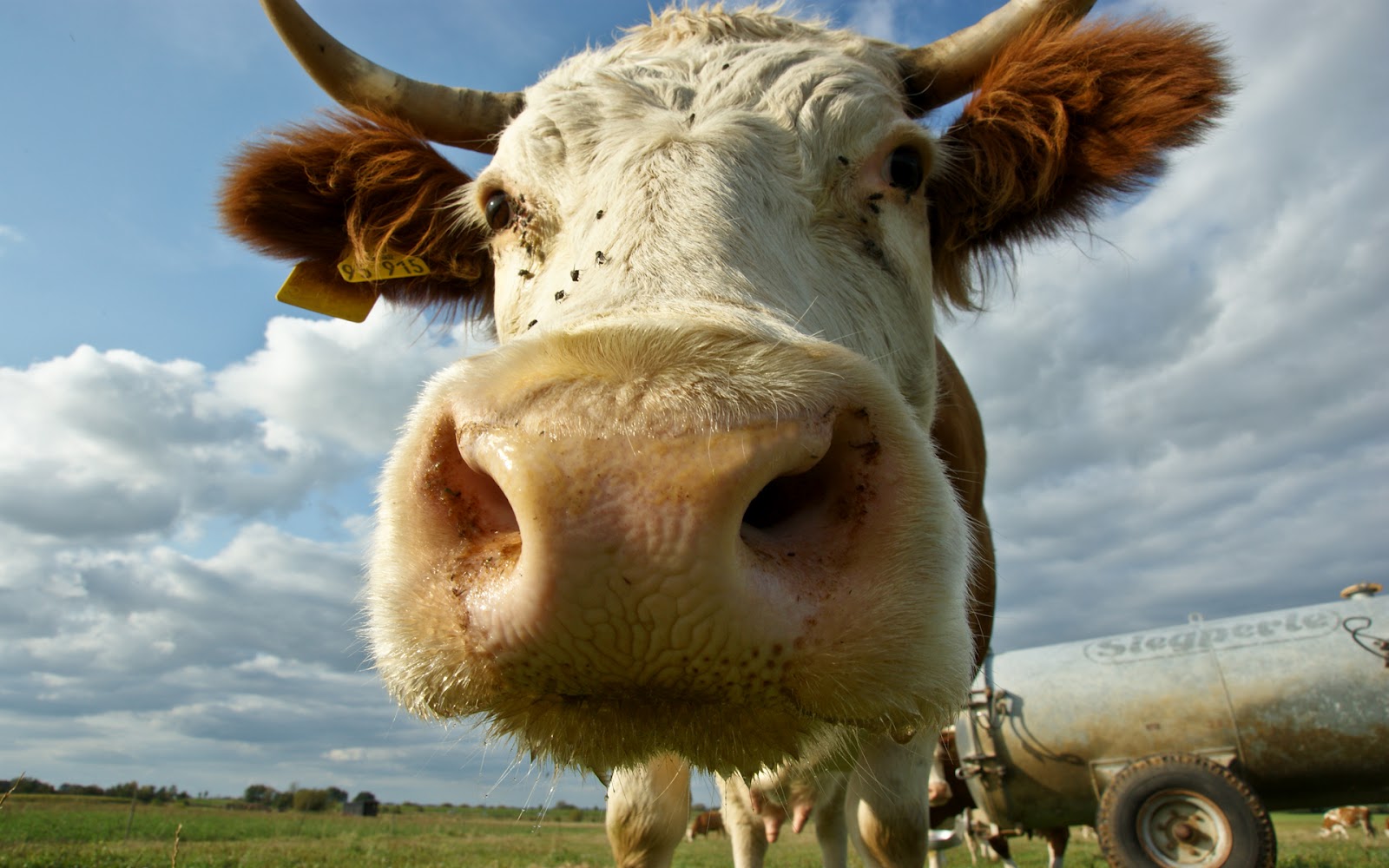 Portrait Picture Of A Cow Wallpaper