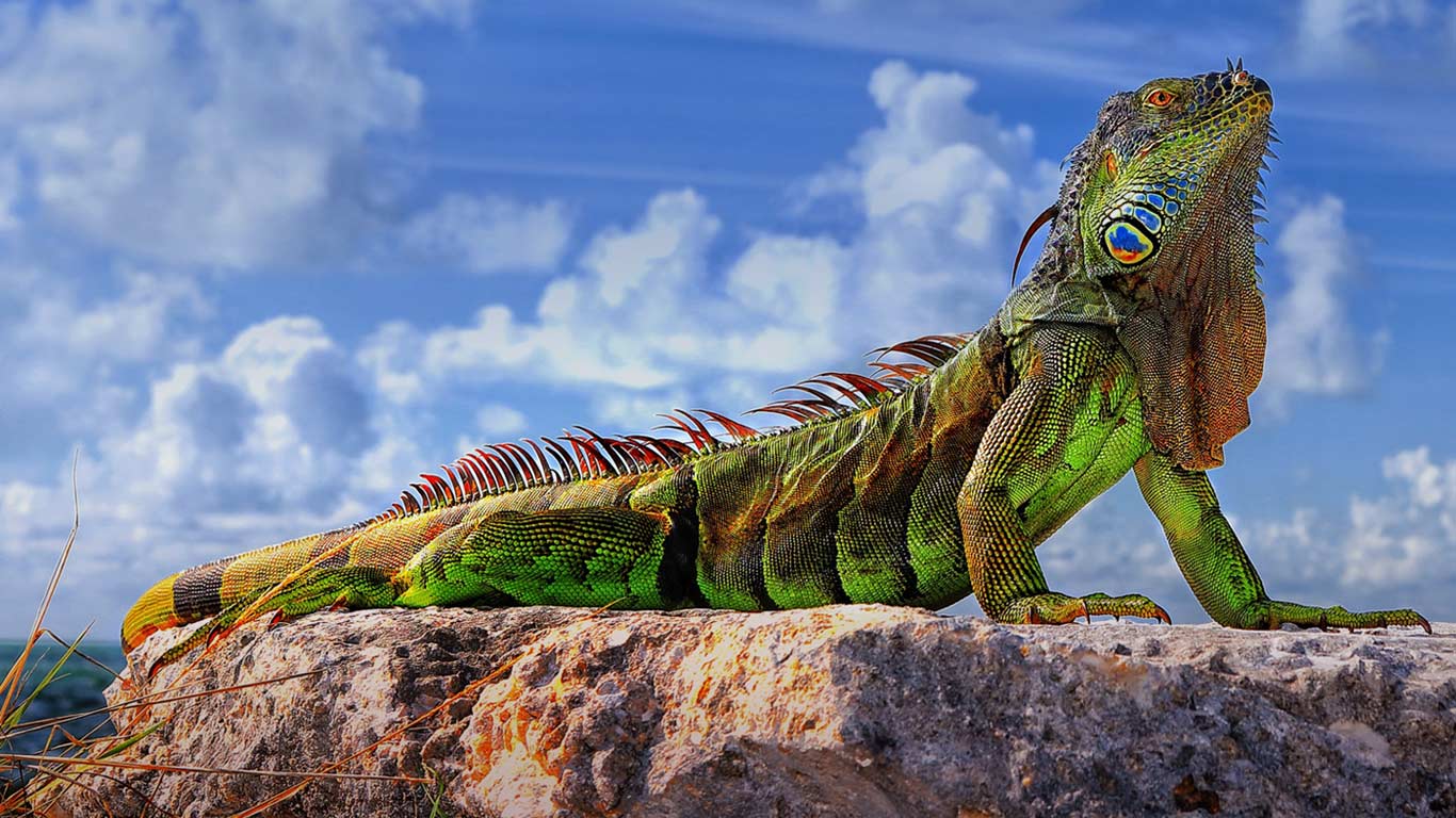 Common iguana in the Florida Keys Roman Mordashev500px
