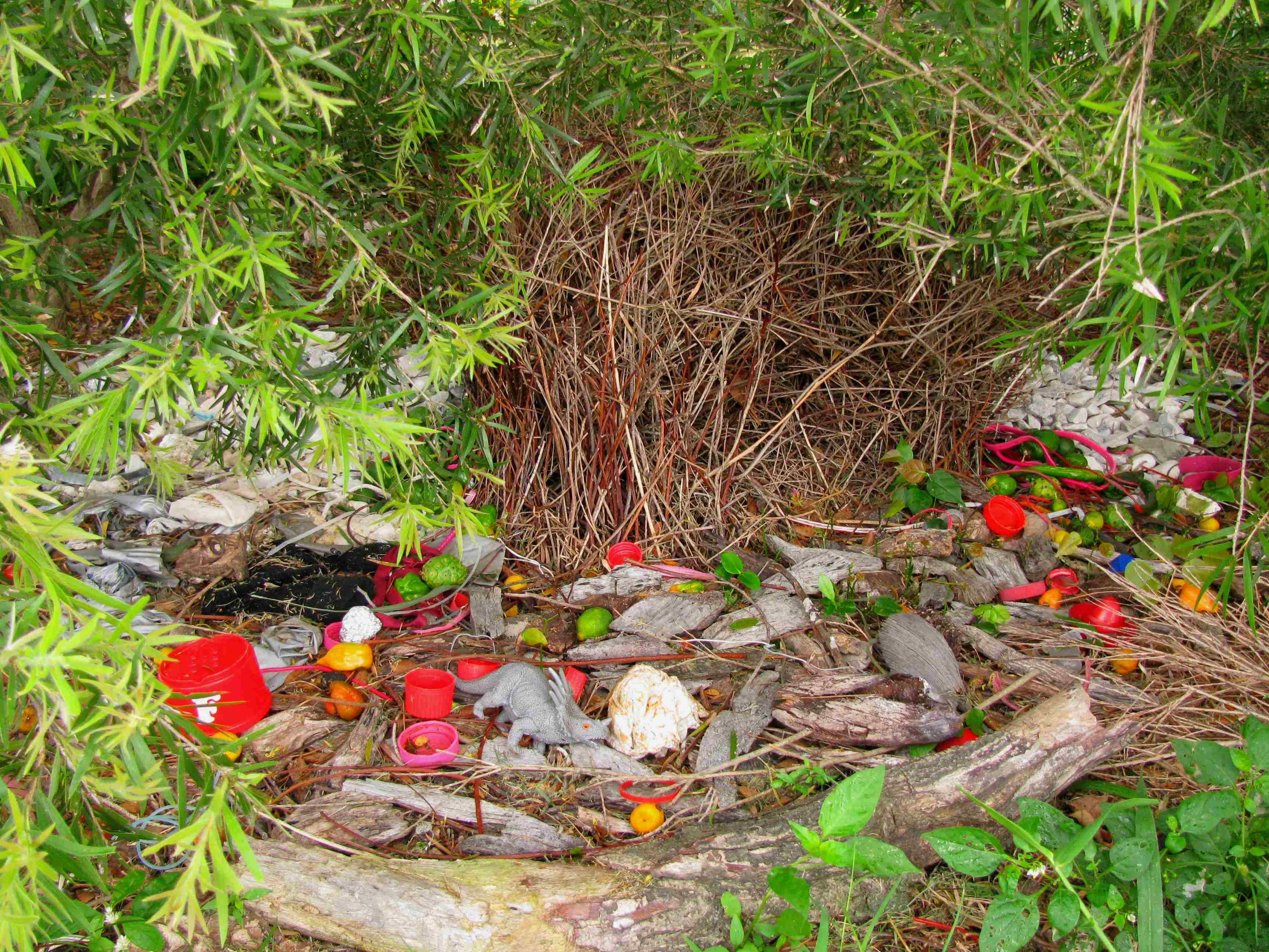 These Birds Attract Mates With Beautiful Love Nests Image