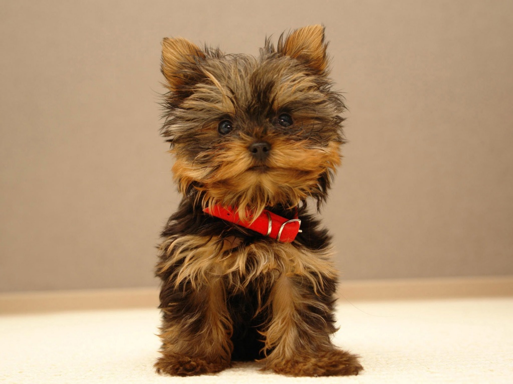 Online Wallpaper Shop Cute Puppy Pictures